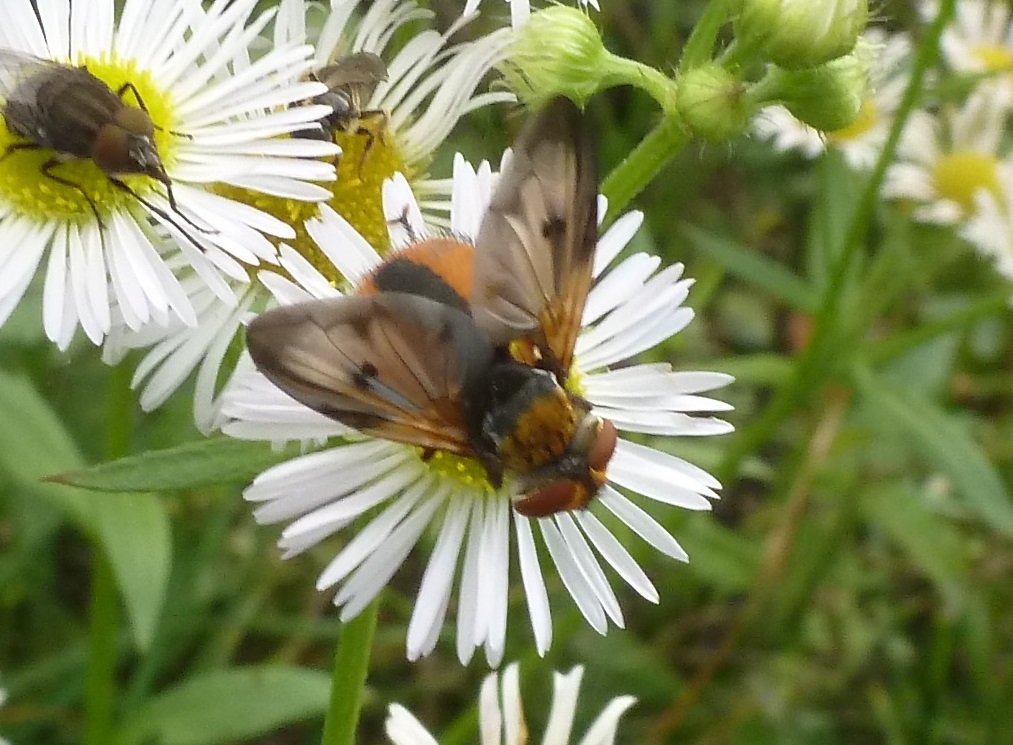 Tachinidae:  Ectophasia crassipennis ?  S, maschio